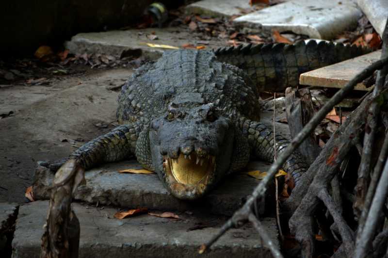 đầm lầy cá sấu