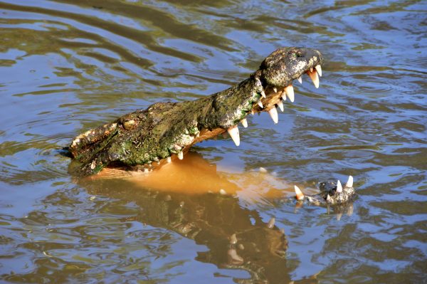 đầm lầy cá sấu