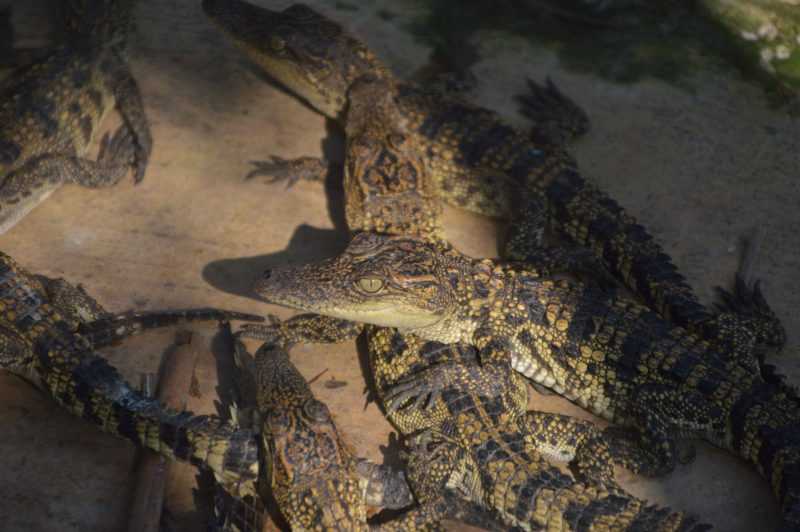Đầm lầy cá sấu